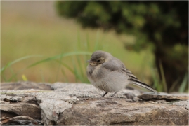 <p>KONIPAS BÍLÝ (Motacilla alba) /White wagtail - Bachstelze/</p>